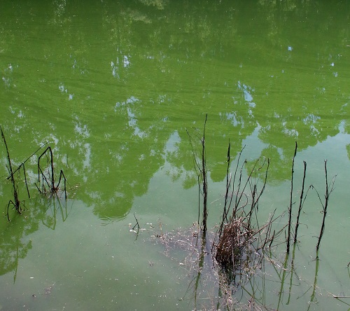pond diatomix algae killer