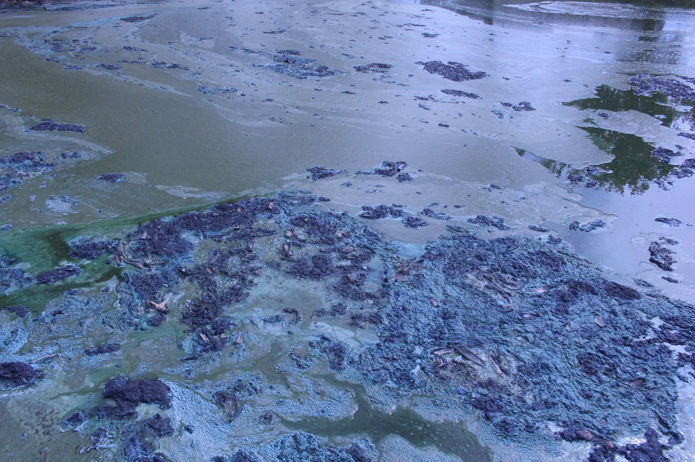 Caution: Toxic Blue-Green Algae Scum on Pond Water - A Potential Health Hazard